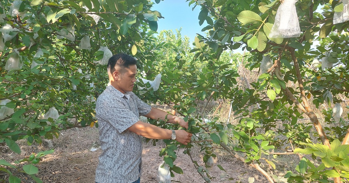 Chuẩn OCOP 4 sao từ sản phẩm ổi nổi tiếng Thủ đô