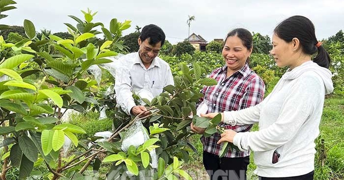 Vốn tín dụng chính sách góp phần phát triển sản phẩm OCOP