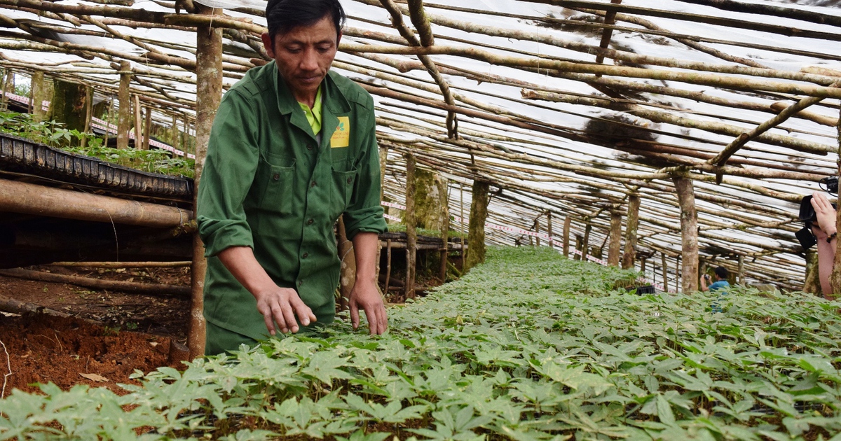 Phê duyệt Chương trình phát triển Sâm Việt Nam