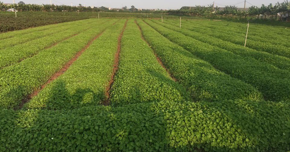 Đầu tư công nghệ nâng tầm sản phẩm OCOP
