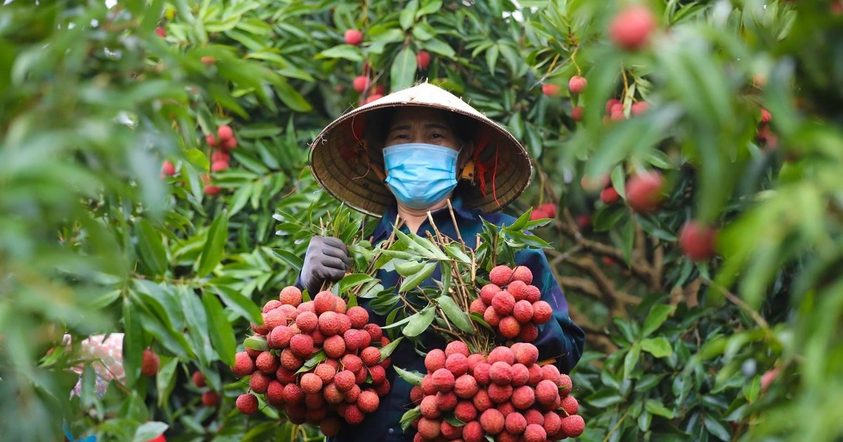 Bắc Giang sẵn sàng cho vụ vải thiều 2025