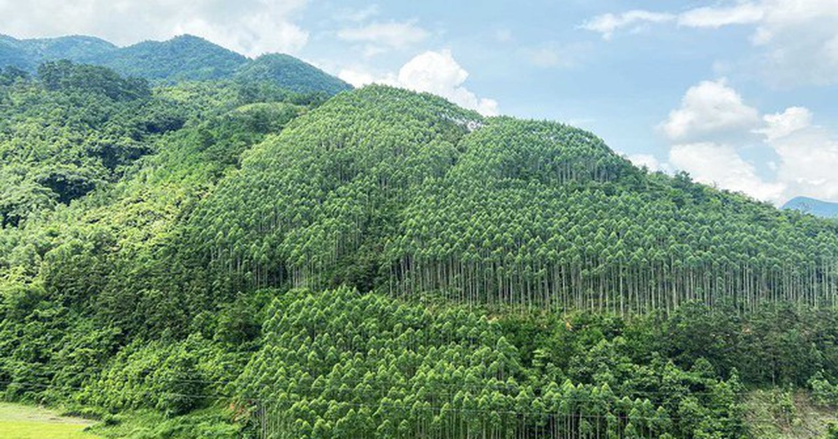 Xây dựng ngành lâm nghiệp đa giá trị, phát triển bền vững