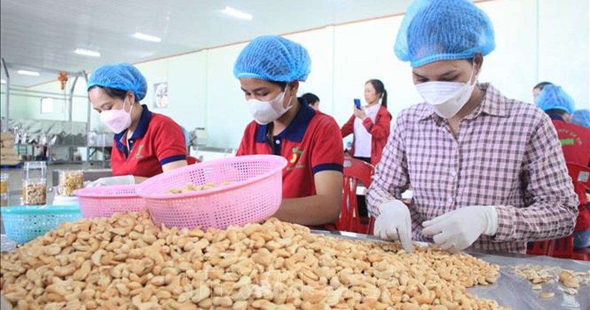Khơi "dòng chảy" nguyên liệu và chuỗi giá trị để tạo bứt phá cho ngành điều
