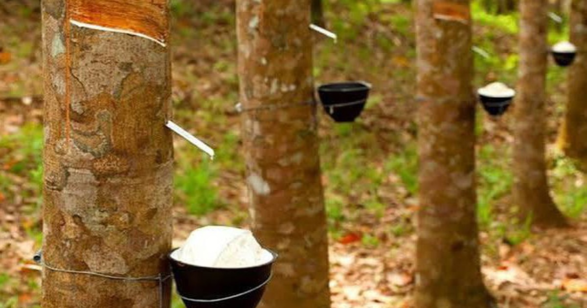 Thị trường tín chỉ carbon: Cơ hội tăng giá trị xuất khẩu cao su Việt Nam