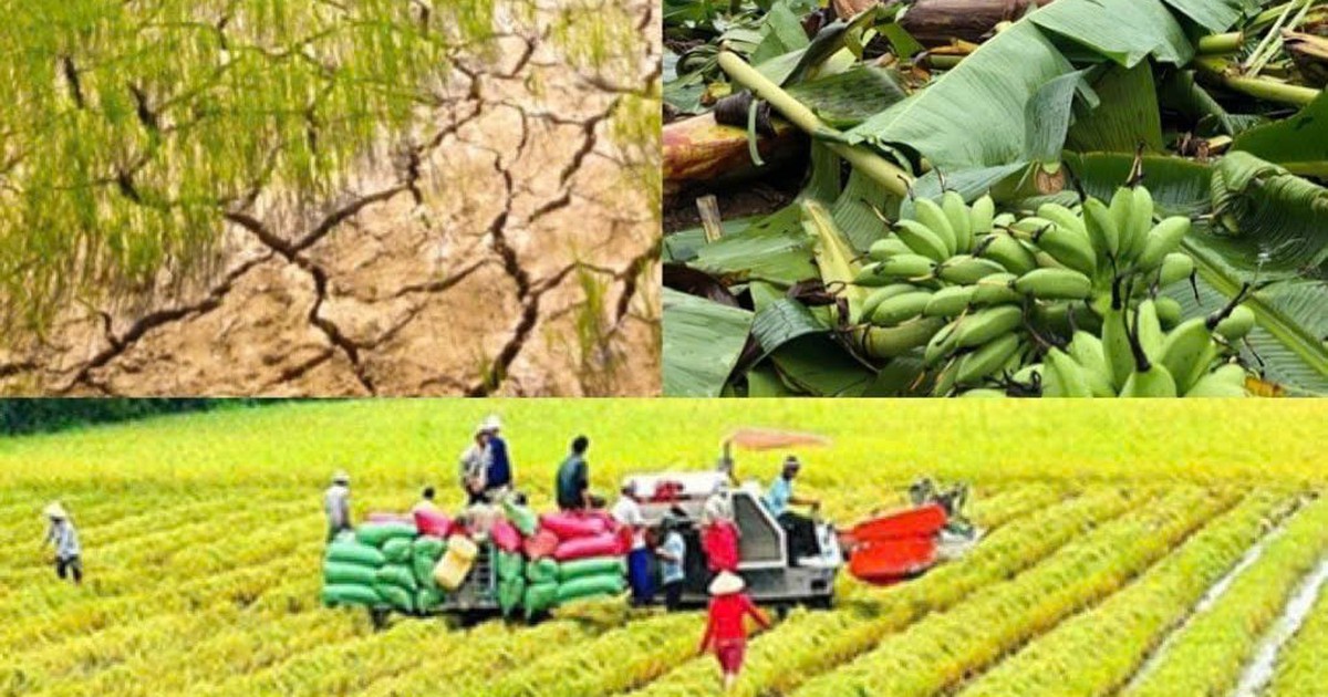 Nâng mức hỗ trợ phí bảo hiểm nông nghiệp